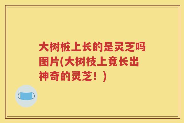 大树桩上长的是灵芝吗图片(大树枝上竟长出神奇的灵芝！)