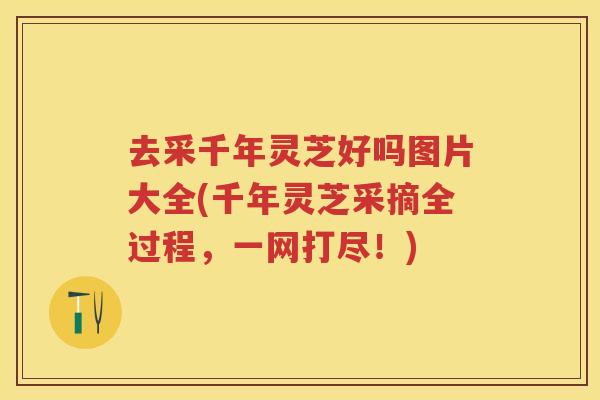 去采千年灵芝好吗图片大全(千年灵芝采摘全过程，一网打尽！)