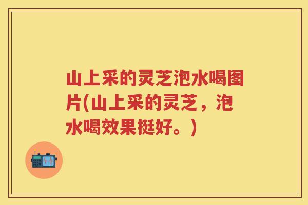 山上采的灵芝泡水喝图片(山上采的灵芝，泡水喝效果挺好。)