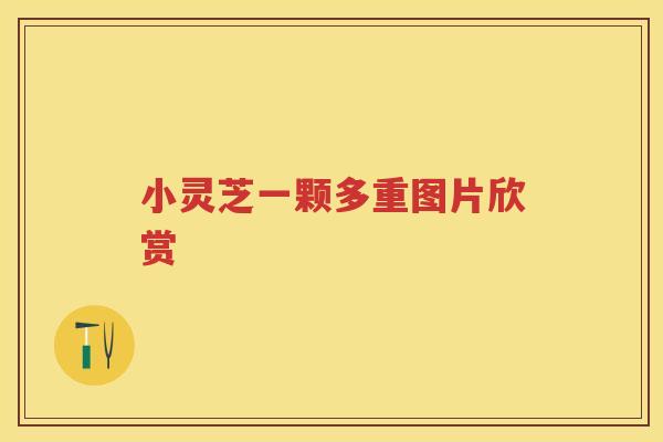 小灵芝一颗多重图片欣赏
