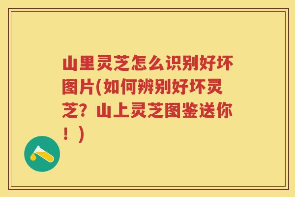 山里灵芝怎么识别好坏图片(如何辨别好坏灵芝?山上灵芝图鉴送你!) 山里灵芝怎么识别好坏图片(如何辨别好坏灵芝?山上灵芝图鉴送你!)