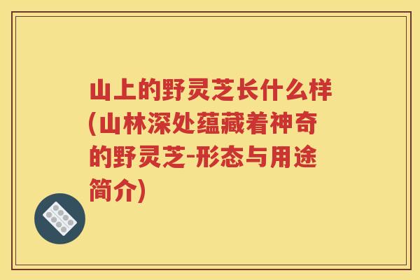 山上的野灵芝长什么样(山林深处蕴藏着神奇的野灵芝-形态与用途简介) 山上的野灵芝长什么样(山林深处蕴藏着神奇的野灵芝-形态与用途简介)