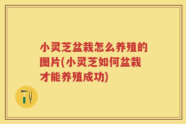 小灵芝盆栽怎么养殖的图片(小灵芝如何盆栽才能养殖成功)