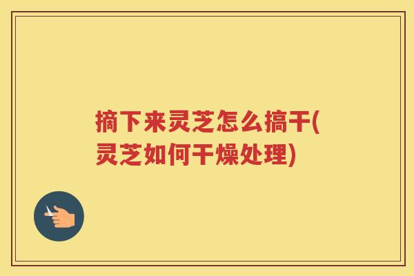 摘下来灵芝怎么搞干(灵芝如何干燥处理)
