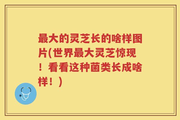 大的灵芝长的啥样图片(世界大灵芝惊现！看看这种菌类长成啥样！)