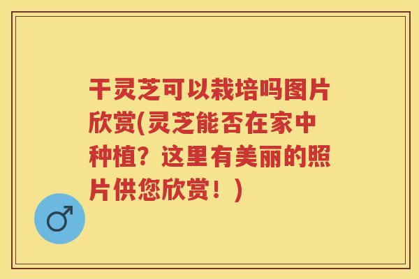 干灵芝可以栽培吗图片欣赏(灵芝能否在家中种植？这里有美丽的照片供您欣赏！)