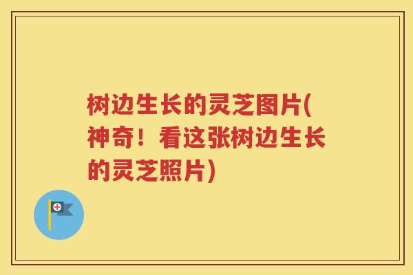 树边生长的灵芝图片(神奇!看这张树边生长的灵芝照片) 树边生长的灵芝图片(神奇!看这张树边生长的灵芝照片)