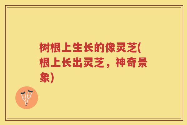 树根上生长的像灵芝(根上长出灵芝,神奇景象) 树根上生长的像灵芝(根上长出灵芝,神奇景象)
