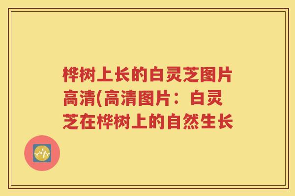 桦树上长的白灵芝图片高清(高清图片：白灵芝在桦树上的自然生长