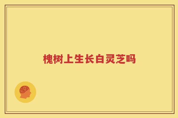 槐树上生长白灵芝吗