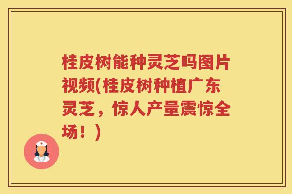桂皮树能种灵芝吗图片视频(桂皮树种植广东灵芝，惊人产量震惊全场！)