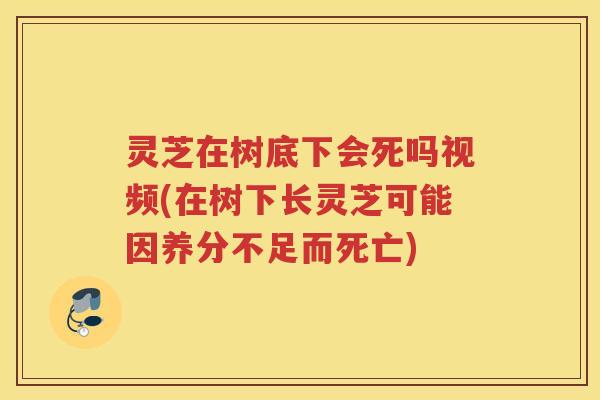 灵芝在树底下会死吗视频(在树下长灵芝可能因养分不足而死亡)
