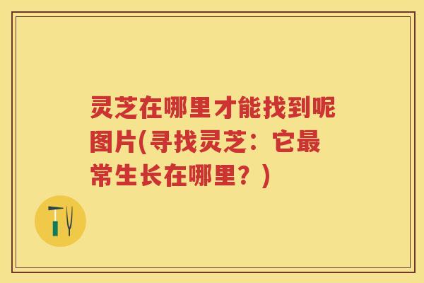 灵芝在哪里才能找到呢图片(寻找灵芝:它常生长在哪里?) 灵芝在哪里才能找到呢图片(寻找灵芝:它常生长在哪里?)