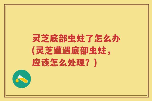 灵芝底部虫蛀了怎么办(灵芝遭遇底部虫蛀，应该怎么处理？)