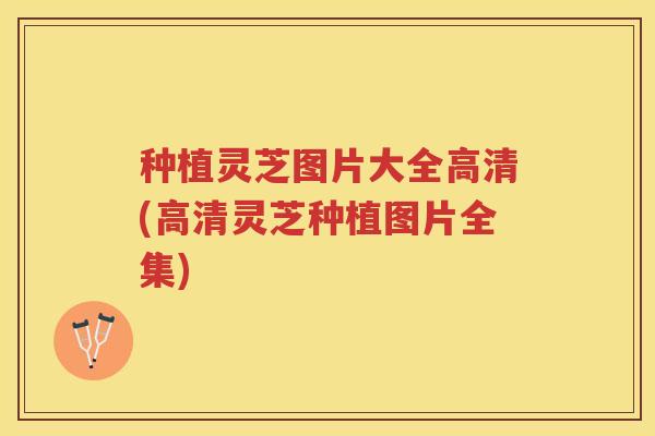 种植灵芝图片大全高清(高清灵芝种植图片全集)