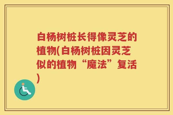 白杨树桩长得像灵芝的植物(白杨树桩因灵芝似的植物“魔法”复活) 白杨树桩长得像灵芝的植物(白杨树桩因灵芝似的植物“魔法”复活)