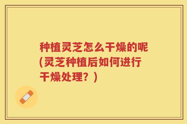 种植灵芝怎么干燥的呢(灵芝种植后如何进行干燥处理？)