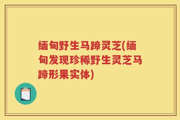 缅甸野生马蹄灵芝(缅甸发现珍稀野生灵芝马蹄形果实体)
