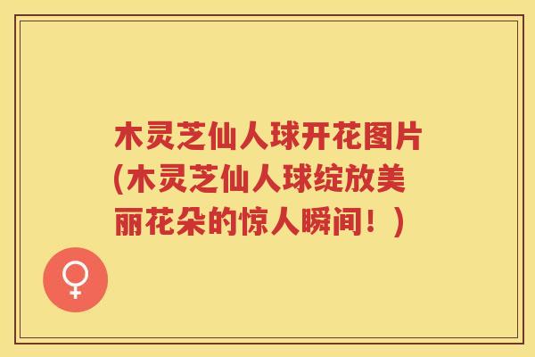木灵芝仙人球开花图片(木灵芝仙人球绽放美丽花朵的惊人瞬间！)