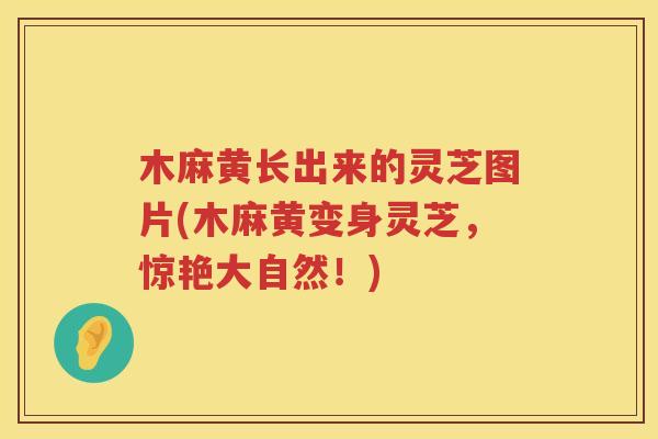 木麻黄长出来的灵芝图片(木麻黄变身灵芝，惊艳大自然！)