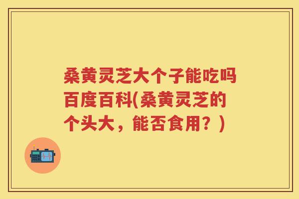 桑黄灵芝大个子能吃吗百度百科(桑黄灵芝的个头大,能否食用?) 桑黄灵芝大个子能吃吗百度百科(桑黄灵芝的个头大,能否食用?)