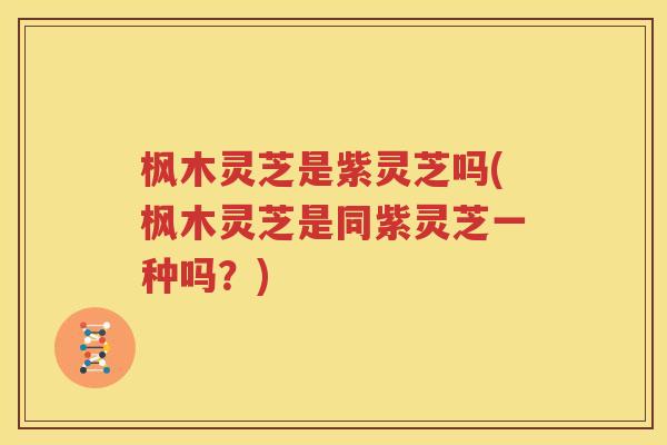 枫木灵芝是紫灵芝吗(枫木灵芝是同紫灵芝一种吗?) 枫木灵芝是紫灵芝吗(枫木灵芝是同紫灵芝一种吗?)