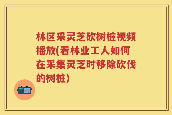 林区采灵芝砍树桩视频播放(看林业工人如何在采集灵芝时移除砍伐的树桩)