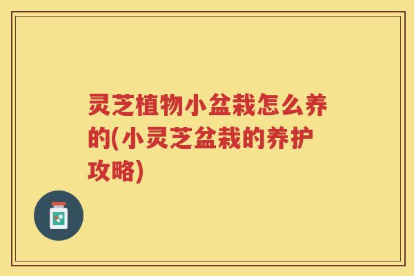 灵芝植物小盆栽怎么养的(小灵芝盆栽的养护攻略)