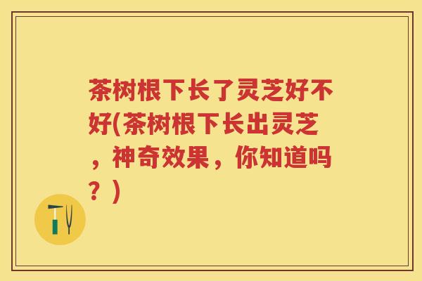 茶树根下长了灵芝好不好(茶树根下长出灵芝，神奇效果，你知道吗？)