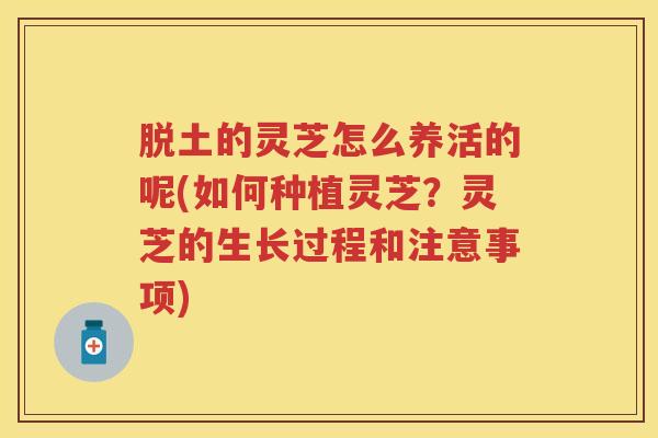 脱土的灵芝怎么养活的呢(如何种植灵芝?灵芝的生长过程和注意事项) 脱土的灵芝怎么养活的呢(如何种植灵芝?灵芝的生长过程和注意事项)