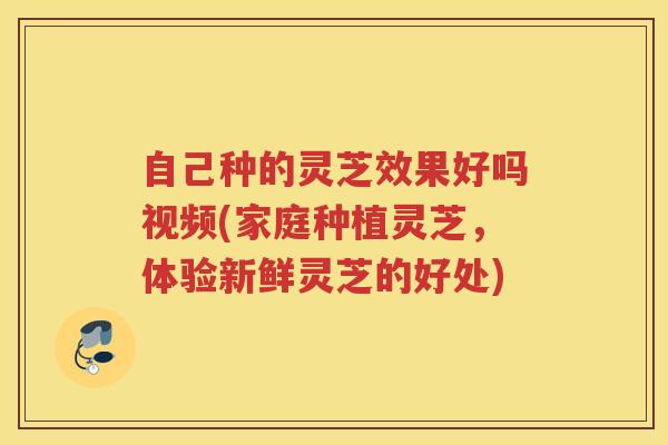 自己种的灵芝效果好吗视频(家庭种植灵芝，体验新鲜灵芝的好处)