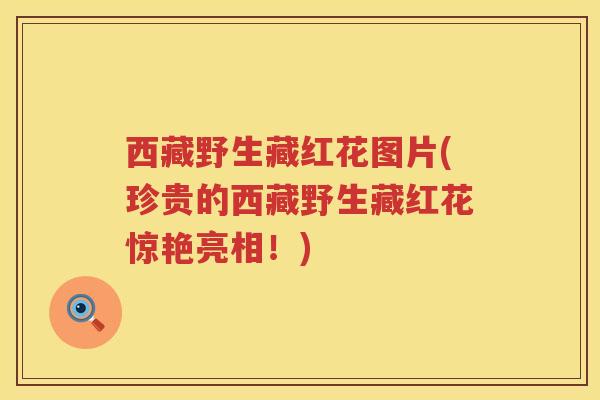 西藏野生藏红花图片(珍贵的西藏野生藏红花惊艳亮相!) 西藏野生藏红花图片(珍贵的西藏野生藏红花惊艳亮相!)