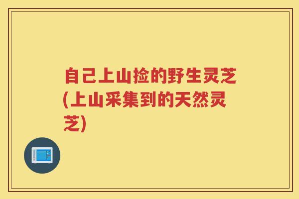自己上山捡的野生灵芝(上山采集到的天然灵芝)