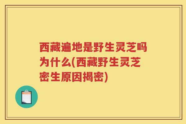 西藏遍地是野生灵芝吗为什么(西藏野生灵芝密生原因揭密)