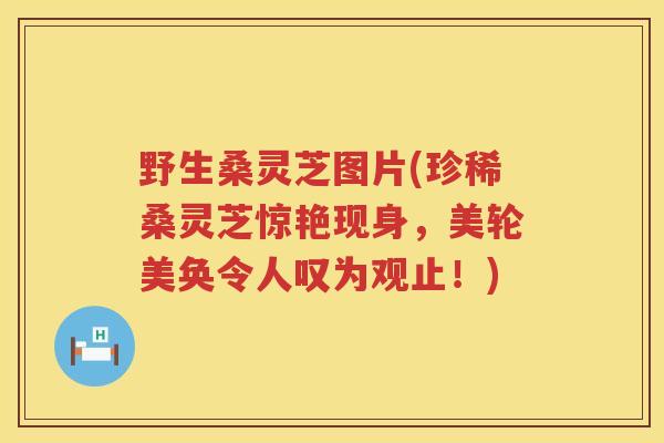 野生桑灵芝图片(珍稀桑灵芝惊艳现身，美轮美奂令人叹为观止！)