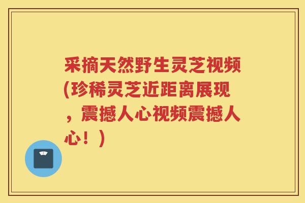 采摘天然野生灵芝视频(珍稀灵芝近距离展现,震撼人心视频震撼人心!) 采摘天然野生灵芝视频(珍稀灵芝近距离展现,震撼人心视频震撼人心!)