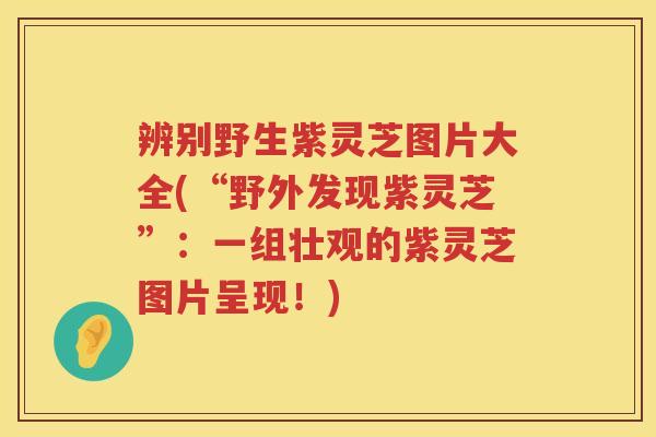 辨别野生紫灵芝图片大全(“野外发现紫灵芝”：一组壮观的紫灵芝图片呈现！)