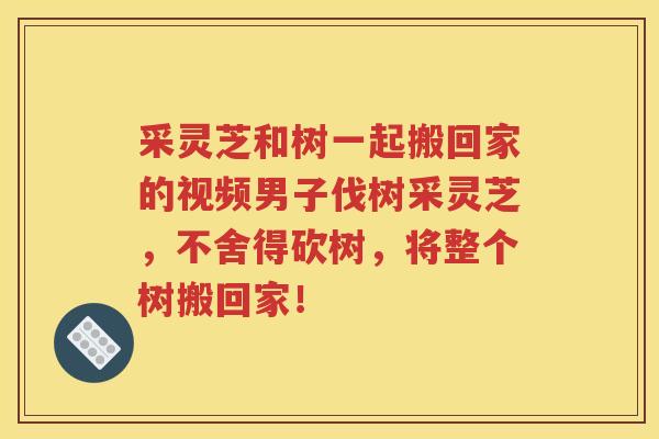 采灵芝和树一起搬回家的视频男子伐树采灵芝，不舍得砍树，将整个树搬回家！