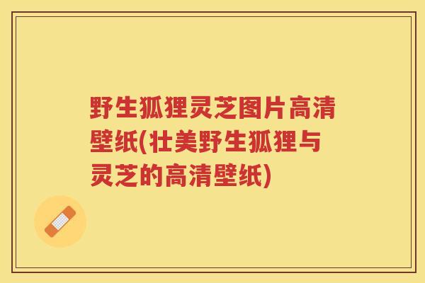 野生狐狸灵芝图片高清壁纸(壮美野生狐狸与灵芝的高清壁纸)