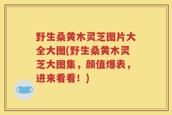 野生桑黄木灵芝图片大全大图(野生桑黄木灵芝大图集，颜值爆表，进来看看！)