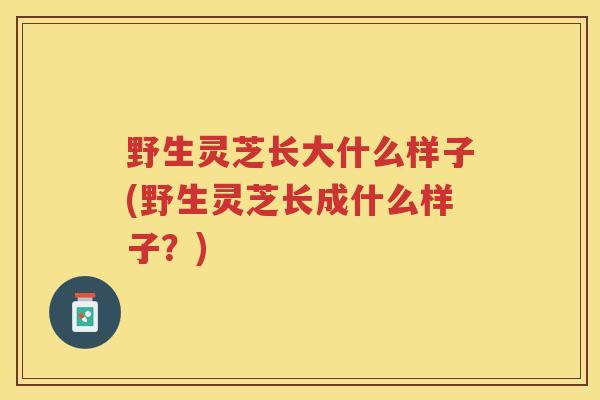 野生灵芝长大什么样子(野生灵芝长成什么样子？)