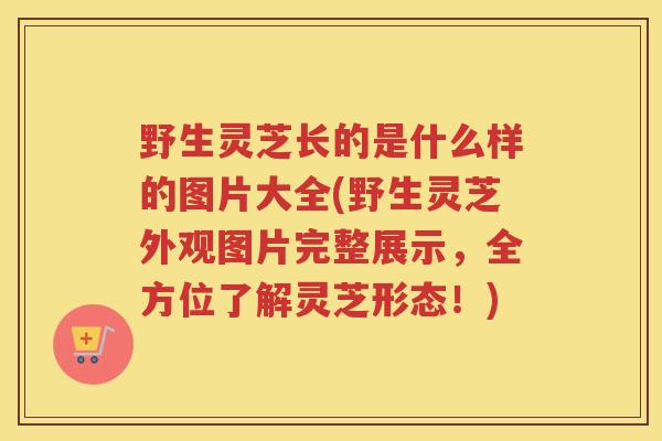 野生灵芝长的是什么样的图片大全(野生灵芝外观图片完整展示，全方位了解灵芝形态！)