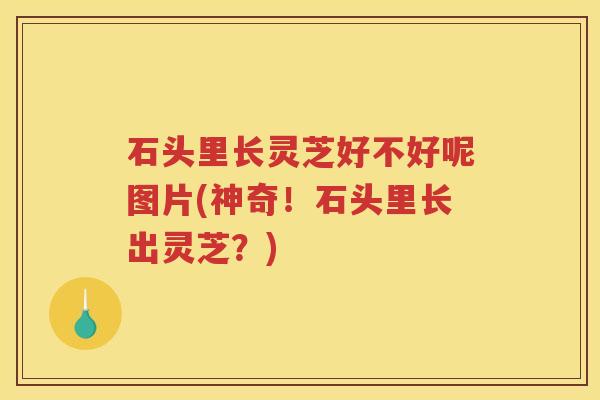 石头里长灵芝好不好呢图片(神奇！石头里长出灵芝？)