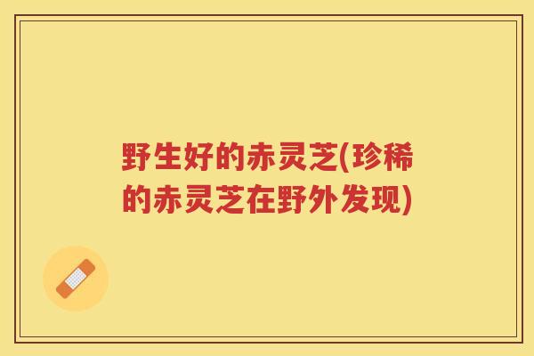 野生好的赤灵芝(珍稀的赤灵芝在野外发现) 野生好的赤灵芝(珍稀的赤灵芝在野外发现)