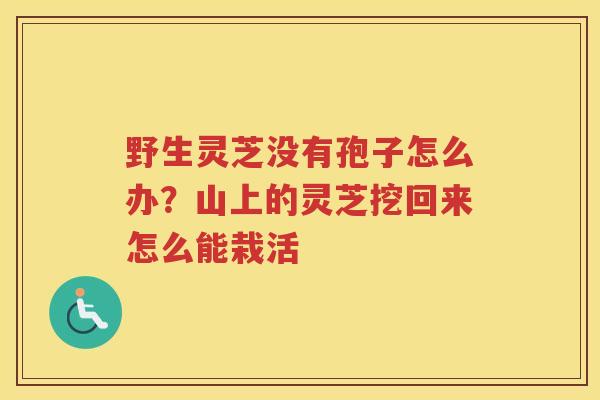 野生灵芝没有孢子怎么办？山上的灵芝挖回来怎么能栽活