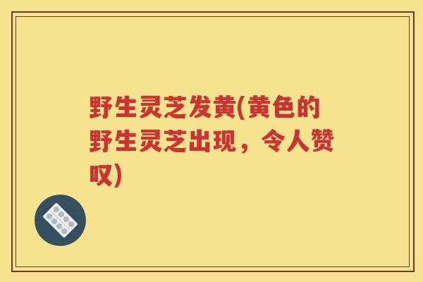 野生灵芝发黄(黄色的野生灵芝出现，令人赞叹)