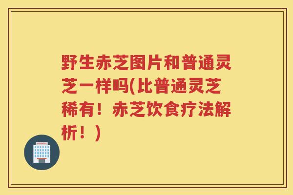 野生赤芝图片和普通灵芝一样吗(比普通灵芝稀有！赤芝饮食疗法解析！)