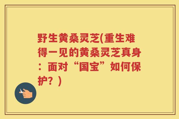 野生黄桑灵芝(重生难得一见的黄桑灵芝真身：面对“国宝”如何保护？)