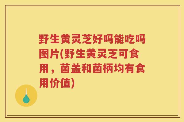 野生黄灵芝好吗能吃吗图片(野生黄灵芝可食用,菌盖和菌柄均有食用价值) 野生黄灵芝好吗能吃吗图片(野生黄灵芝可食用,菌盖和菌柄均有食用价值)