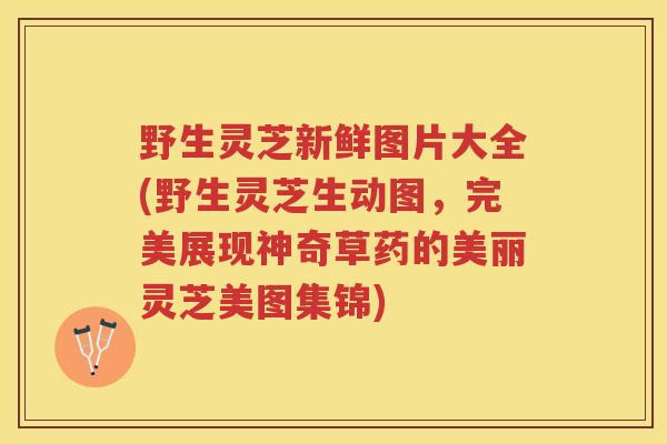 野生灵芝新鲜图片大全(野生灵芝生动图,完美展现神奇草药的美丽灵芝美图集锦) 野生灵芝新鲜图片大全(野生灵芝生动图,完美展现神奇草药的美丽灵芝美图集锦)